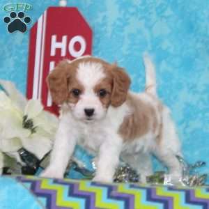 Nickolas, Cavapoo Puppy